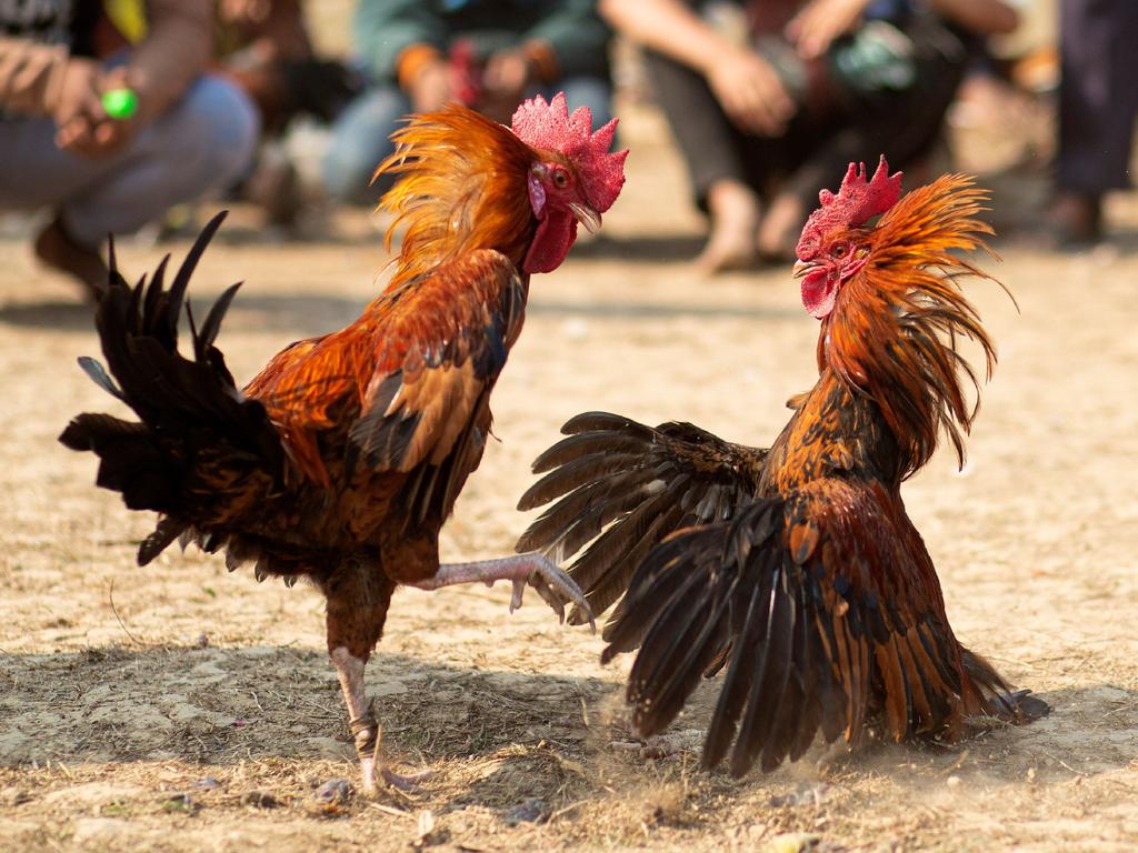 Krikya Cockfighting